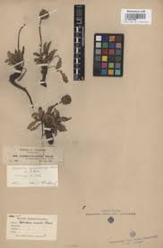 Image result for Dipsacus pinnatifidus