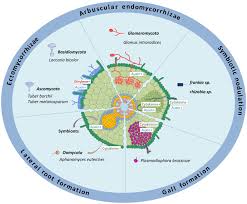 Check spelling or type a new query. Frontiers How Auxin And Cytokinin Phytohormones Modulate Root Microbe Interactions Plant Science