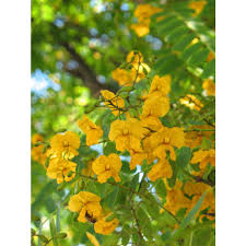 Image result for Tipuana