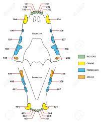 Cat with weight loss and a distended abdomen. Construction Of A Cats Teeth Dental Formula Royalty Free Cliparts Vectors And Stock Illustration Image 50627532