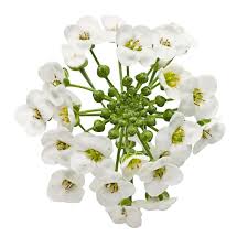 Image result for Allophylus whitei