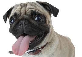 Perro pug bebes perros y gatos tiernos animales perros perros pequeños mascotas bonitas animales bebé bonitos perros bonitos perros lindos perros divertidos. Perro Pug Png Uploaded By Melaniearce On We Heart It