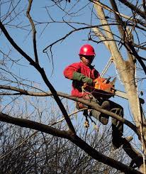 If you require tree felling or tree removal in johannesburg and surrounds, then speak to the experts. Tree Felling Bedfordview Immaculate Tree Felling Tree Felling Jhb