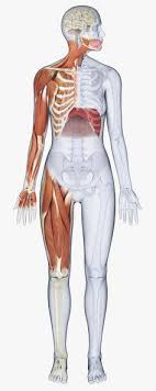 Muscles of the human torso (en) список мышц (ru). Mark Markrouseoz Profile Pinterest