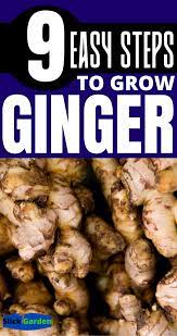9 Easy Steps To Grow Ginger Growing Ginger Easy Vegetables To Grow Ginger Plant