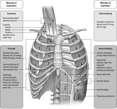 The 12 pairs of ribs provide the structural foundation of the chest. Anatomy And Physiology Of The Respiratory System Thoracic Key