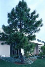 Image result for Pinus