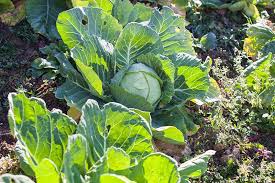 Check spelling or type a new query. How To Harvest Cabbage Gardener S Path
