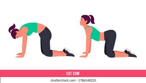 It can help with low back pain. Cat Cow Exercise Woman Workout Fitness Stock Vector Royalty Free 1786148225