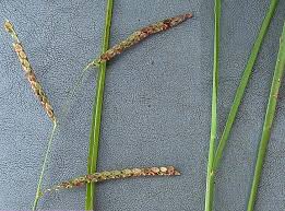 Image result for Paspalum plicatulum