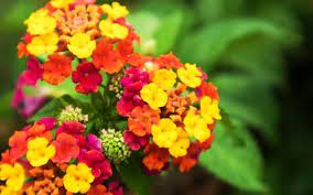 Herbs Plants Lantana Camara A Therapeutic Plant News Views From Emerging Countries