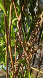 Night Blooming Cereus care : r/houseplants