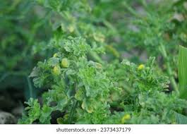 Image result for Grangea