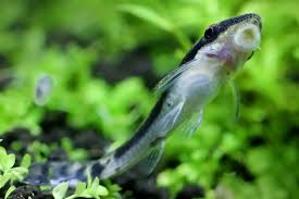 Although mainly an aesthetic issue, long tangles can. How To Get Rid Of Aquarium Algae The Natural Way