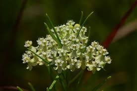 Image result for Asclepias graminifolia