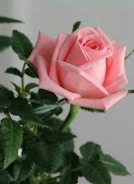 Ver más ideas sobre flores, flores bonitas, rosas. Don T Wait Life Goes Faster Than You Think Rosas Bonitas Flores Bonitas Las Flores Mas Hermosas