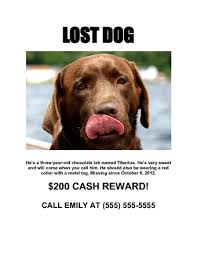 Missing poster generator lost dog poster template best of pet. How To Make An Effective Missing Pet Poster With Pictures