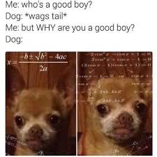 80 Fresh Memes For Today 200 Funnyfoto Funny Animal Memes Funny Pictures Animal Memes