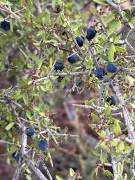 Image result for Fuerstia angustifolia