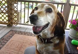 This story is about our rescued dog #clara.she has been in the shelter for several years until mr. Pet Tales These Old Dogs Are Special Picks At Sanctuary Pittsburgh Post Gazette