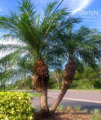 Placement of palms is very important. Pygmy Date Palm Roebelenii Palm Tree Tropical Landscape Ideas Front Entry Landscaping Low M Zwergdattelpalme Vorgarten Landschaftsbau Landschaftsbau Ideen