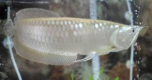 Ikan Arwana Silver Brazil Ikan Air Tawar Hewan