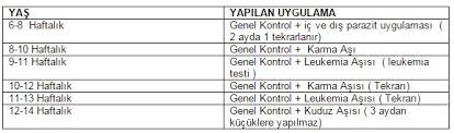 Kediler De Asi Programi