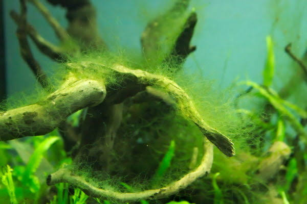 Image result for Oedogonium aquarium