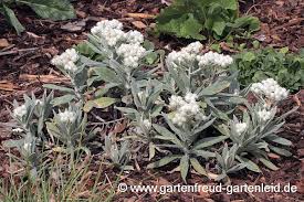 Das perlkörbchen 'silberregen' erweist sich insgesamt als anspruchslos. Anaphalis Perlkorbchen Silberimmortelle Gartnern Mit Stauden