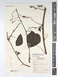 Image result for Adenia rumicifolia