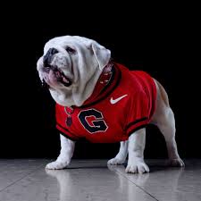 Football season georgia georgia bulldog mascot dawgs bulldogs football college football teams uga fans georgia bulldogs football sports for those who don't know.the story behind ''get the picture'' larry munson in tv sports, it's a bonus if the announcer is good, but you don't need. Mascots Of The Southeastern Conference Georgia Bulldogs Football Georgia Dawgs Bulldog