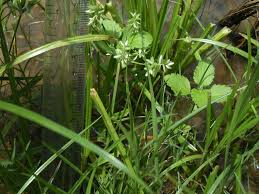 Image result for Pycreus pumilus