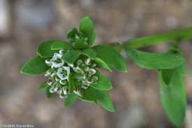 Image result for Corrigiola