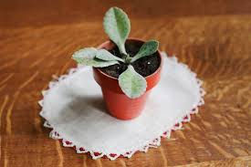 Pin On Cacti And Succulents