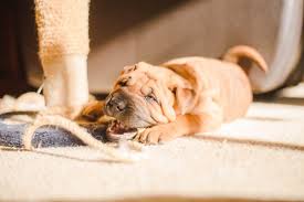 Vaccinations clinic in las vegas, nv. How To Adopt A Dog In Las Vegas Rescues Fees And More