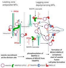 Why do plant cells have large sized vacuole. Ijms Free Full Text The Protein Phosphatase Pp2a Plays Multiple Roles In Plant Development By Regulation Of Vesicle Traffic Facts And Questions Html