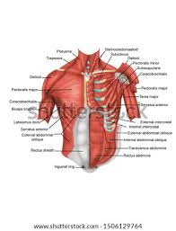 More specifically, this beautifully illustrated anatomy chart includes neck and shoulders, multiple views of the back and spine, and frontal views of each muscular extremity of the human body. Shutterstock Puzzlepix