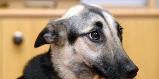 Wenn dein hund draußen ein geräusch hört und bellt! Hund Fiept Standig Hunde Kausnacks Magazin