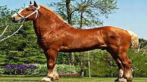 The belgian draft horse is descended from the war horse of the middle ages. 4 Cool Facts You Probably Didn T Know About The Belgian Draft Horse Horse Spirit