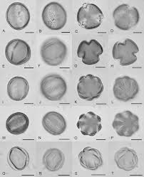 Image result for Diclis reptans