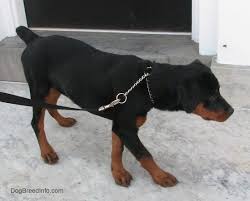 Search best dog names for your male rottweiler. Rottweiler Dog Breed Information And Pictures