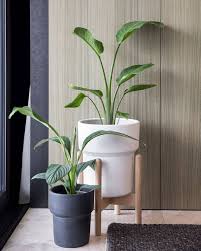 Bird Of Paradise In Pot Outside 4 405 Likes 84 Comments Country Road Countryroad On Instagram We Find Indoor Pot Plants Lend A Certain Sense Of Calmness To Outside Planters Pot Plants