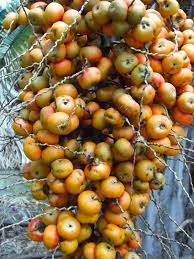 Planting an edible date medjool date palm in florida all true edible date medjool date palm trees, are desert plants, originally from the middle east. Palm Delicacies What Palm Fruits Are Good To Eat Palms Online Australia