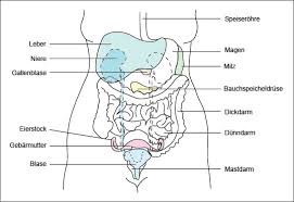 07 innere organe (anatomie i + ii). Aufbau Bauchhohle Maligner Aszites Krebsbedingtes Bauchwasser Maligner Aszites