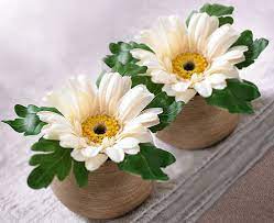 Pin On Gerber Daisy Arrangements