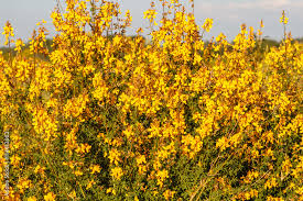 Image result for Adenocarpus