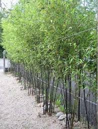 See more ideas about bamboo, bamboo art, bamboo garden. Bamboo Garden Ideas Backyards 43 Bamboo Garden Backyard Garden Landscape Bamboo Plants
