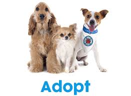 Hawaii animal rescue foundation, wailuku, hawaii. Hawaii Animal Rescue Foundation Harf Maui No Kill Animal Shelter