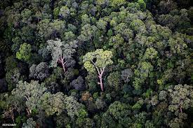 Dapatkan penjelasan bukan hanya jawaban. Penting Bagi Dunia Berikut 10 Informasi Tentang Hutan Hujan Tropis Mongabay Co Id Mongabay Co Id