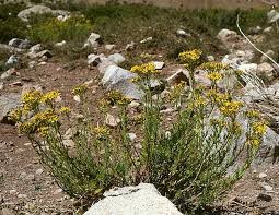 Image result for Senecio maranguensis